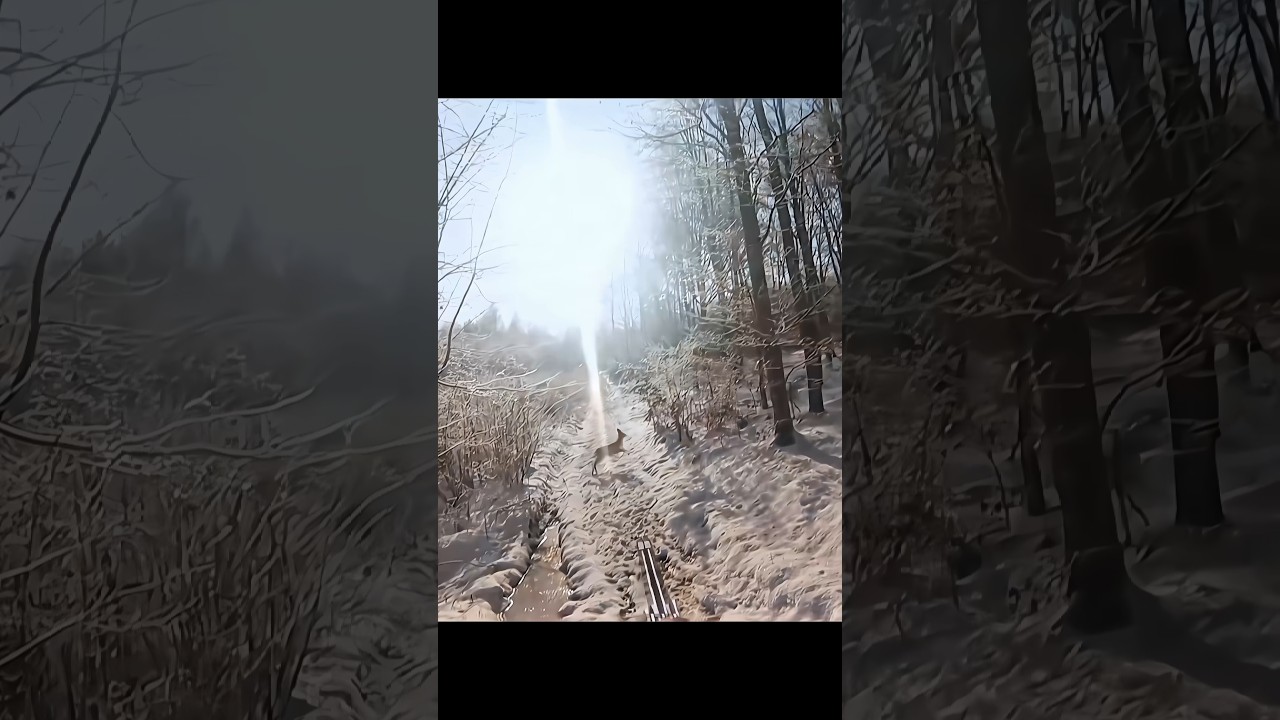 double deer missed double at road #hunting #deer #caccia #chasse #chase #moose