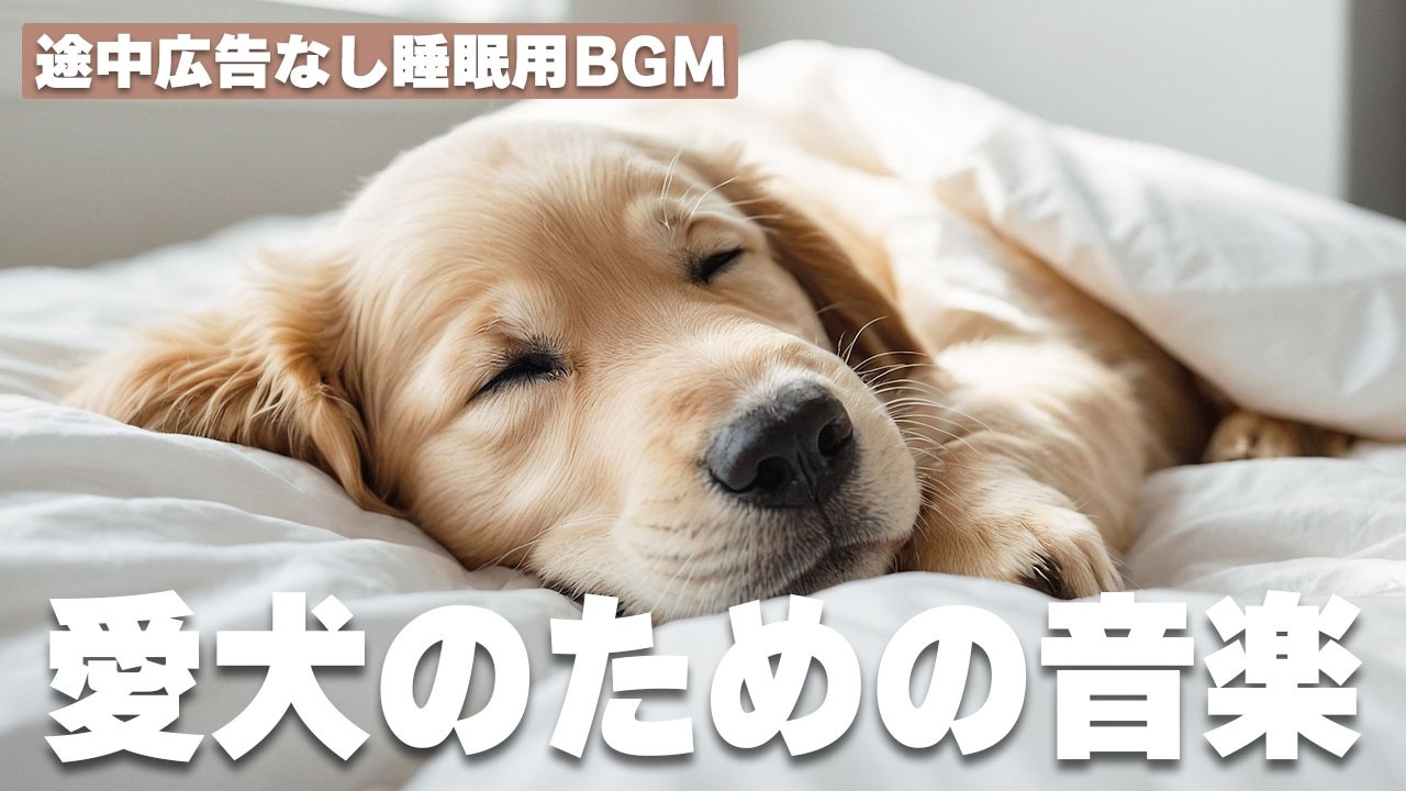 愛犬が落ち着く音楽（途中広告なし） / 12時間BGM / お留守番 / 雷対策 / 愛犬リラックス