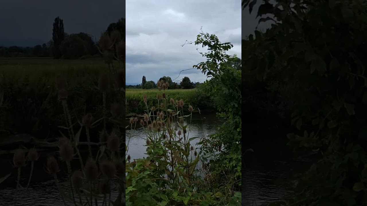 👟 🍀 🌫 💮 🌳 4) Am Fl&uuml;&szlig;chen Muehlbach (ELSA&szlig; - Bas-Rhin) // 4) La rivi&egrave;re Muehlbach (Bas-Rhin)
