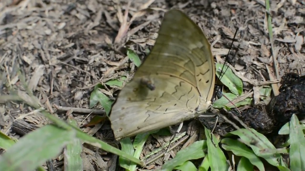 🐱🦋 Butterflies & Soft Bird Sounds -  10 Hours | Calm Nature Watching