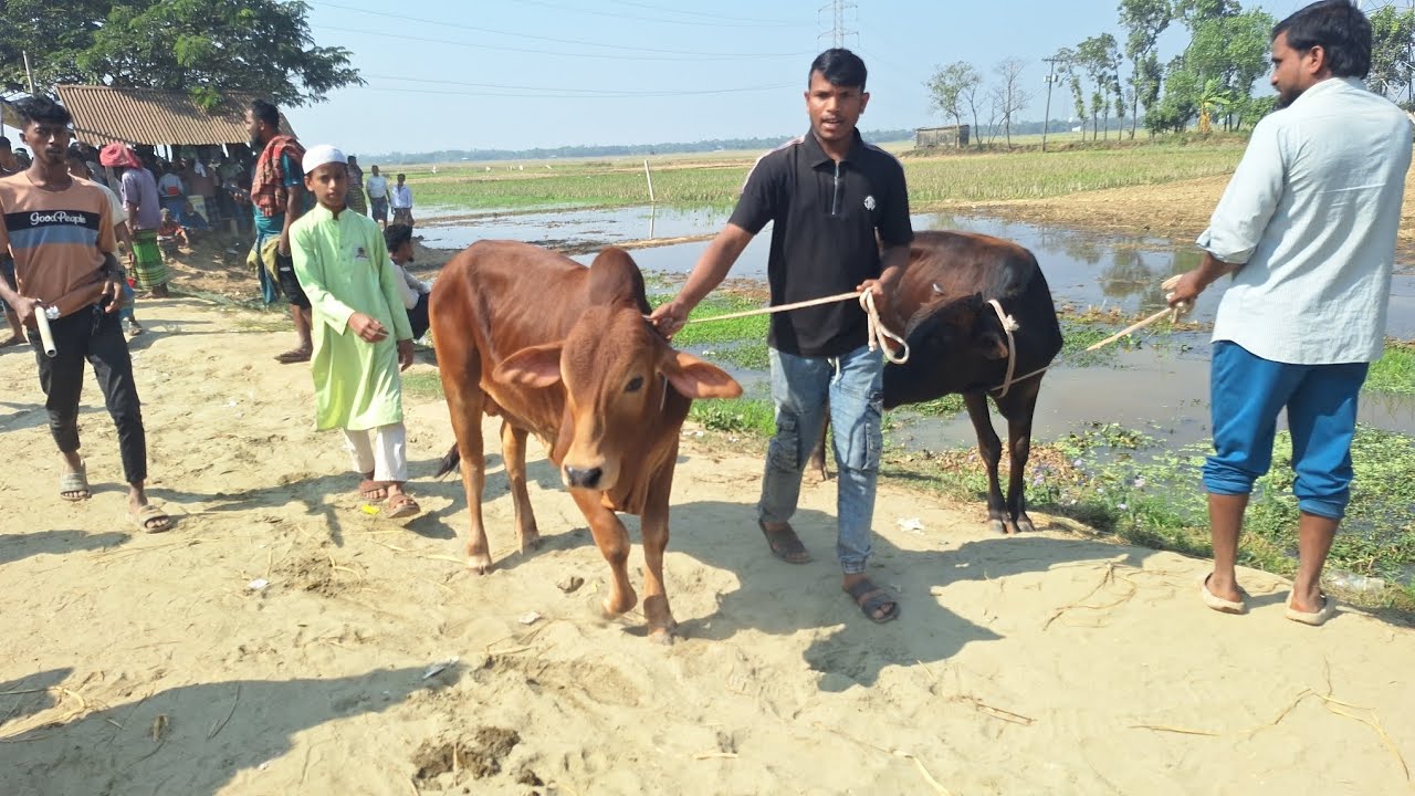 মিরশান্নী হাট থেকে বিক্রি হয়ে যাওয়া গরুর দাম জানুন | ভাই কত নিলো? 