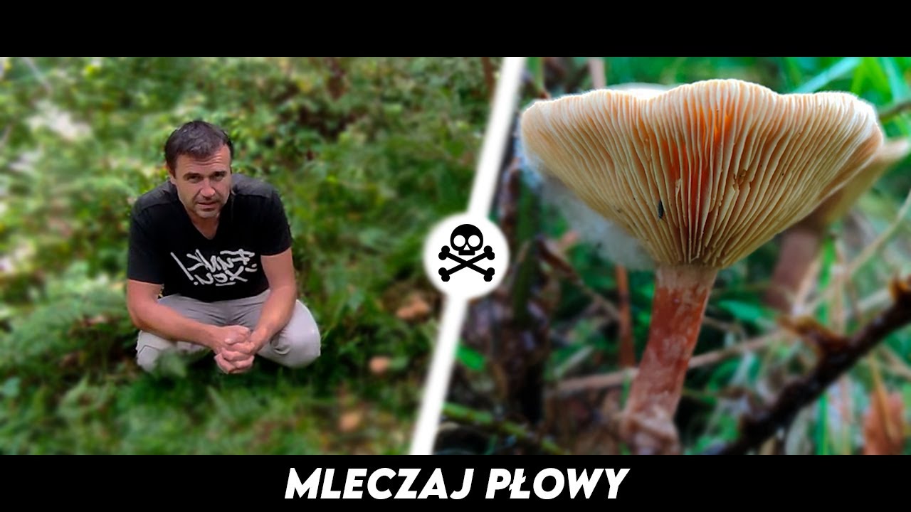 Mleczaj Płowy - Lubczykowy zawrót głowy