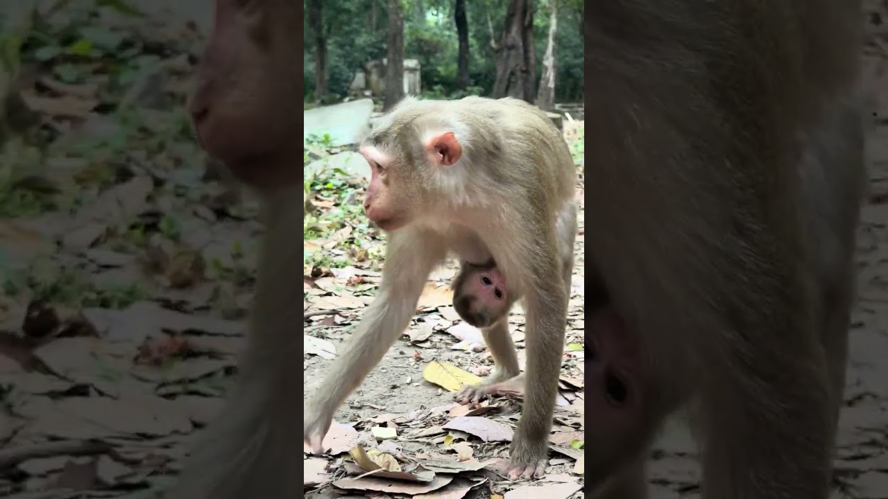 Adorable Newborn Lucan Received Mom Lauy First Loving ❤️