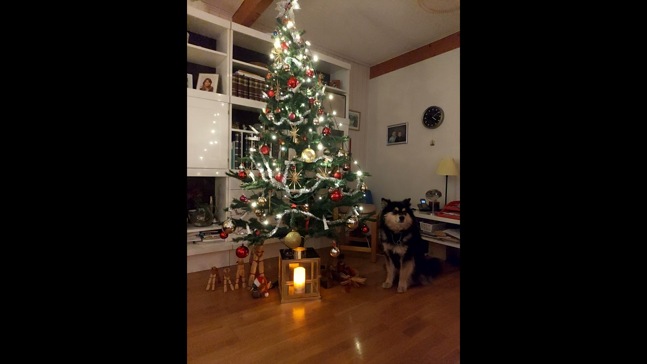 Chess den Finska lapphunden  &ouml;nskar God Jul och Gott Nytt &Aring;r!