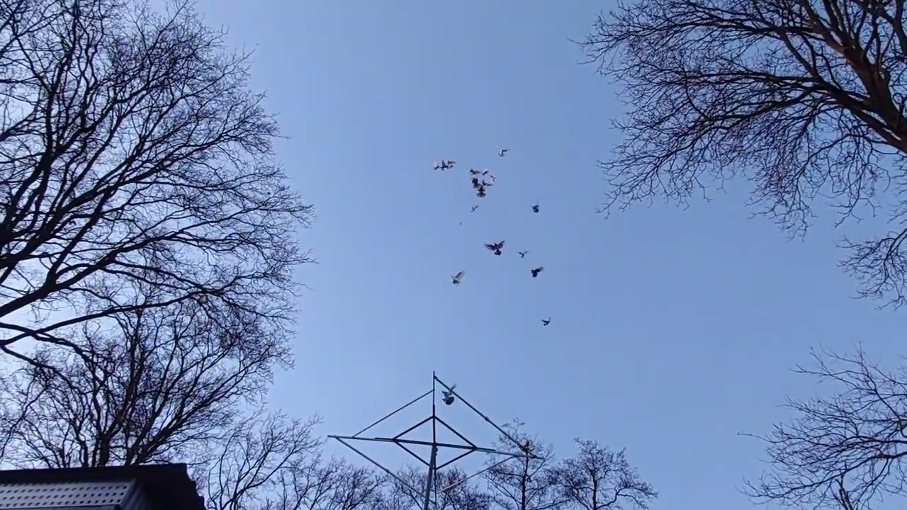 Полёт голубей .15.03.2026г.