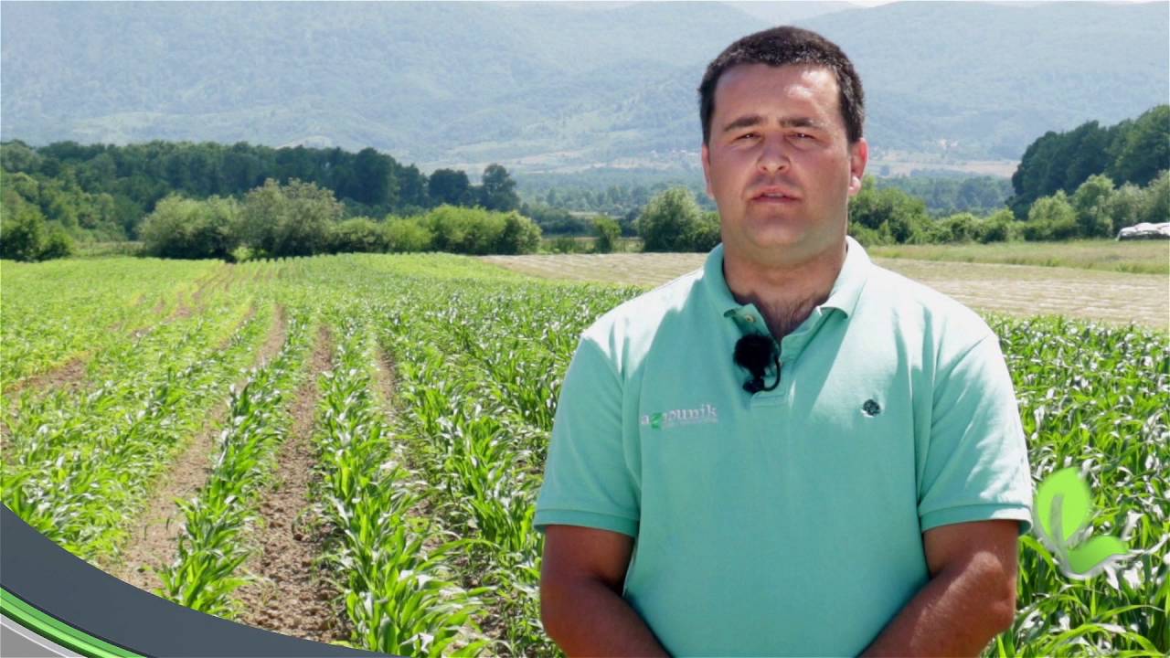 Mikrobiolaška đubriva SLAVOL I SLAVOL S u kukuruzu