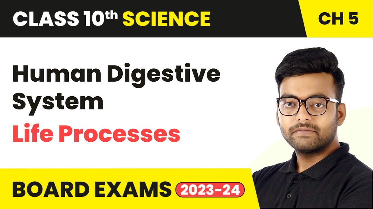 Human Digestive System - Life Processes | Class 10 Science Chapter 5