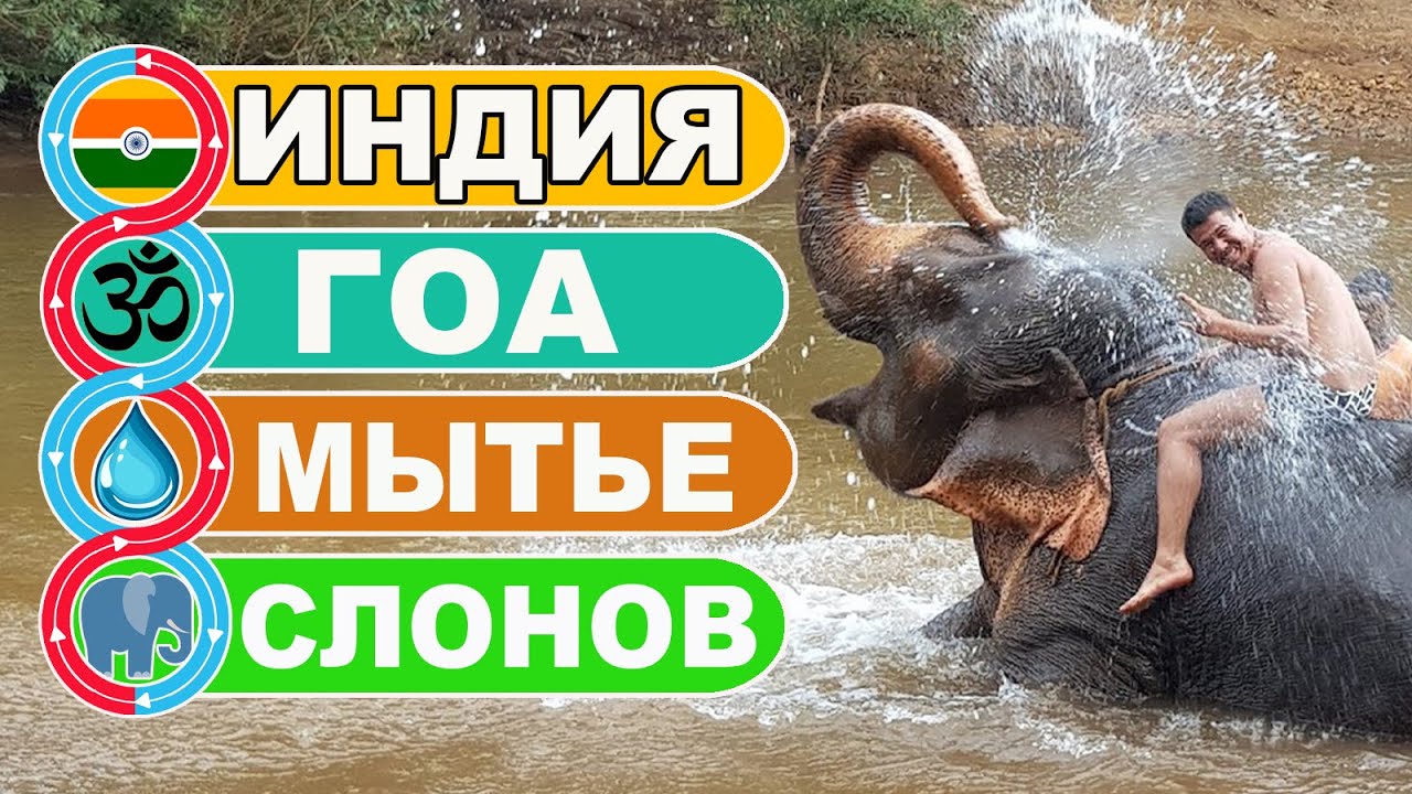 How Indian elephants bathe in Goa