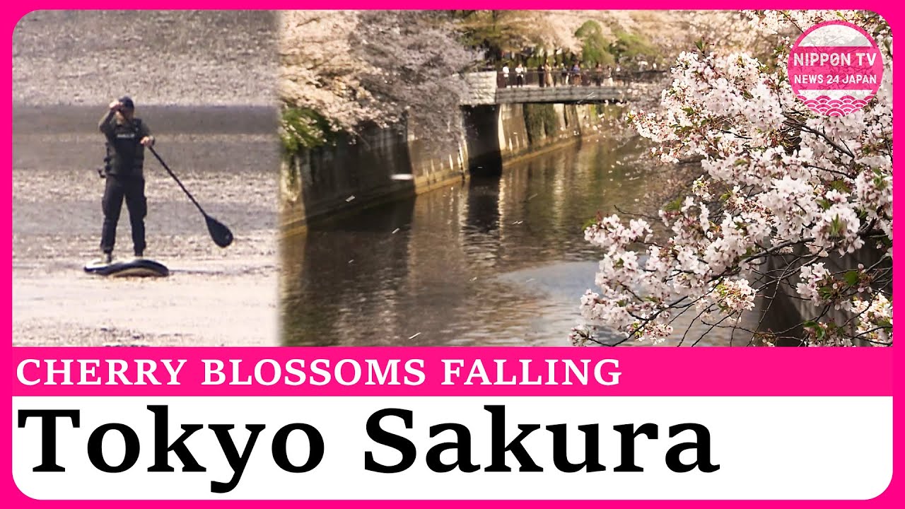 Tokyo's Meguro River colored by the falling cherry blossoms