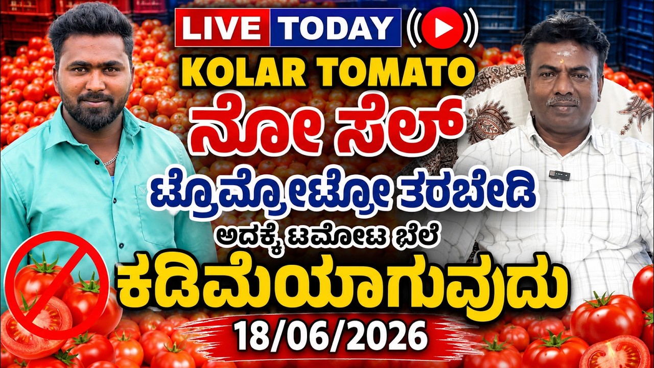 Live today Kolar tomato market rate 18/06/2026  ಕೋಲಾರ ಟಮೋಟ ಮಾರ್ಕೆಟ್ ಇ toವತ್ತಿನ ರೇಟ್ ಎಷ್ಟುಗೊತ್ತಾ.?
