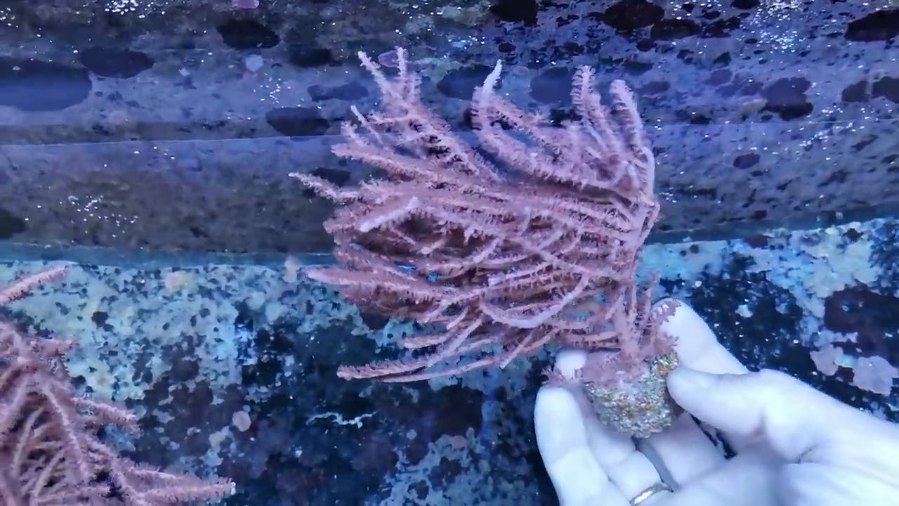 Gorgonia fotosintetica L 17CM CORAL GANDALF
