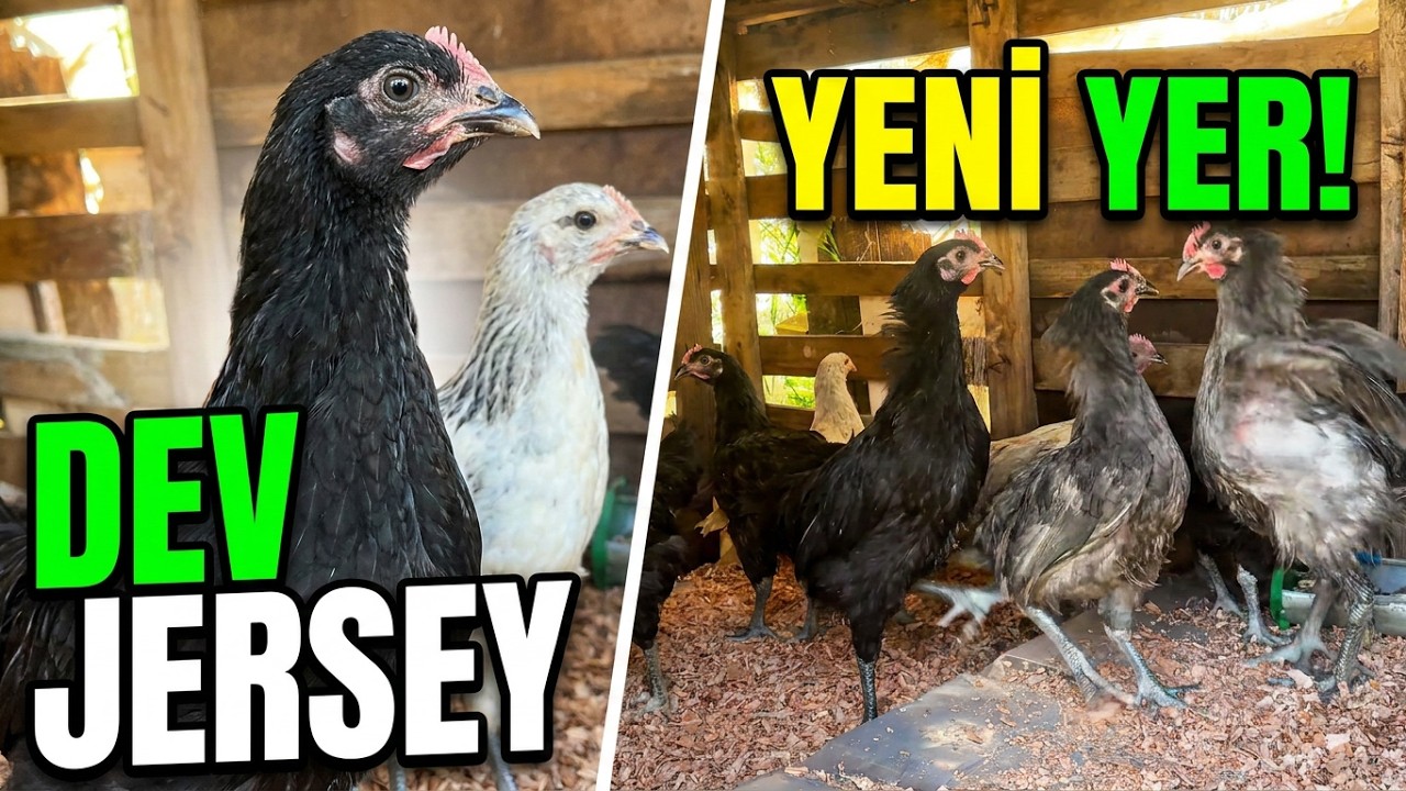 JERSEY GIANT CİVCİVLER YENİ YERLERİNE AKTARILDI | KISITLI SAYIDA SAHİPLENDİRME