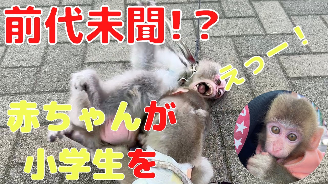 （愛）小学生と赤ちゃんの大喧嘩！そしてまさかの結果に・・・