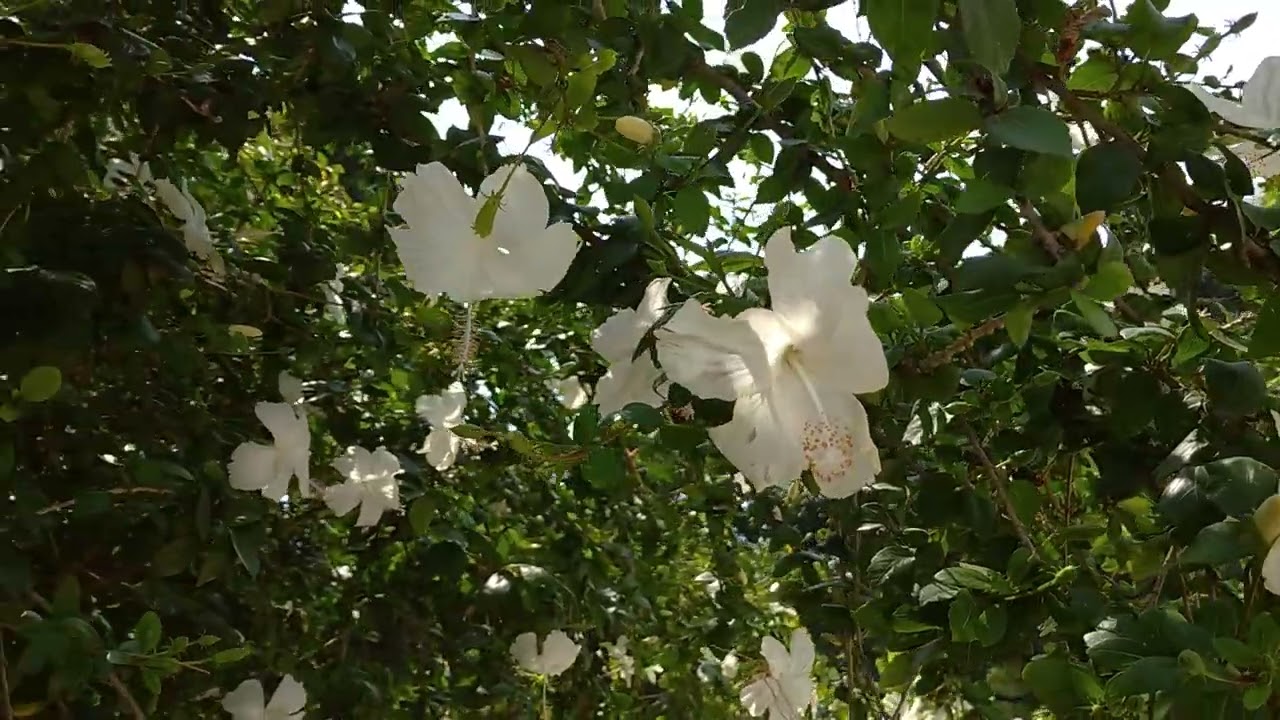 Nature and Custom - My Likings, My Dreams