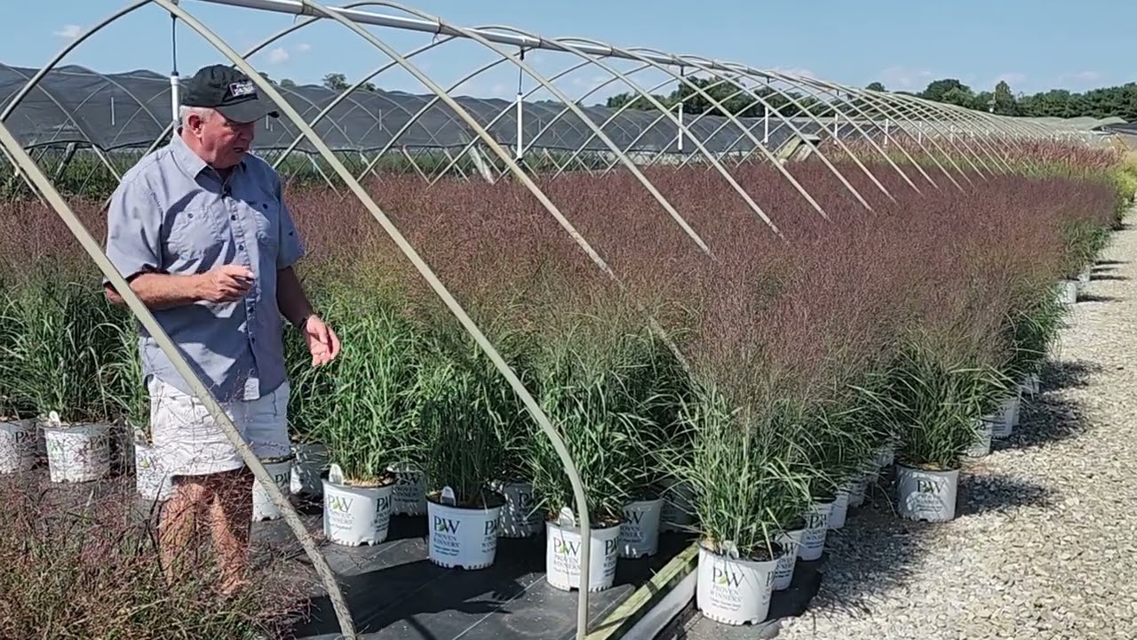 Best Perennial Grass - Panicum Apache Rose - Easy, Elegant, Movement, Sounds, Texture & Beauty 👍💚👏😉