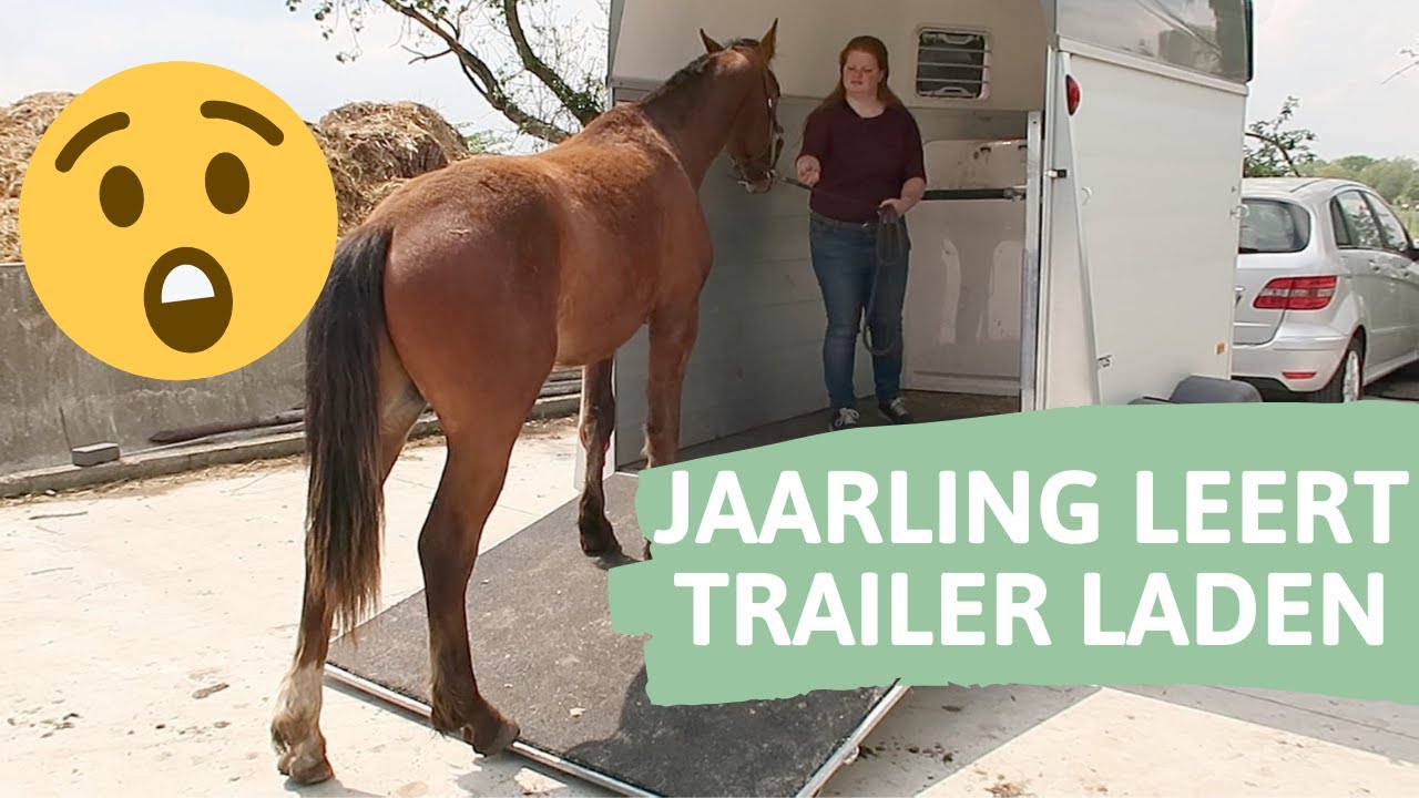 Oefenen met trailerladen met jong paard || De dierenvriendin