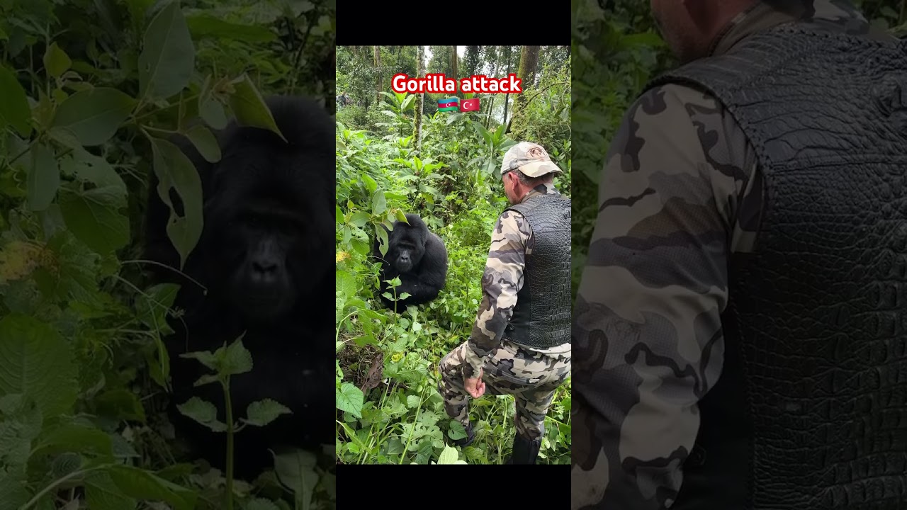 Uganda Africa - Gorilla attack to human #shorts #gorillatag #attack