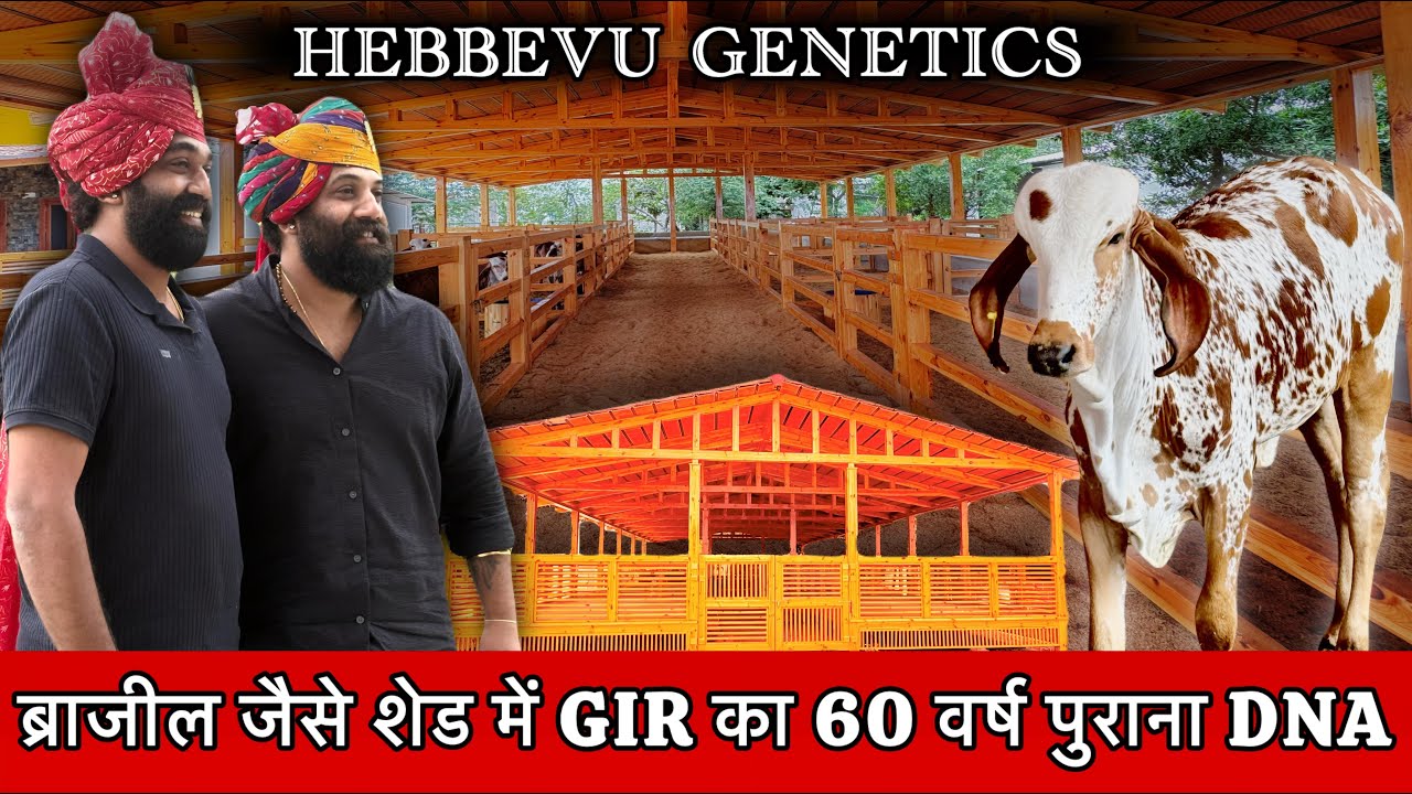 देशी गाय का सबसे Hi tech फार्म 👍 सोने की कीमत से महँगी गिर गाय @farminggeographylive 