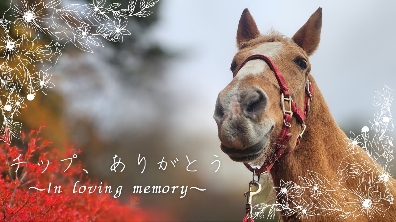 追悼・チップまとめ