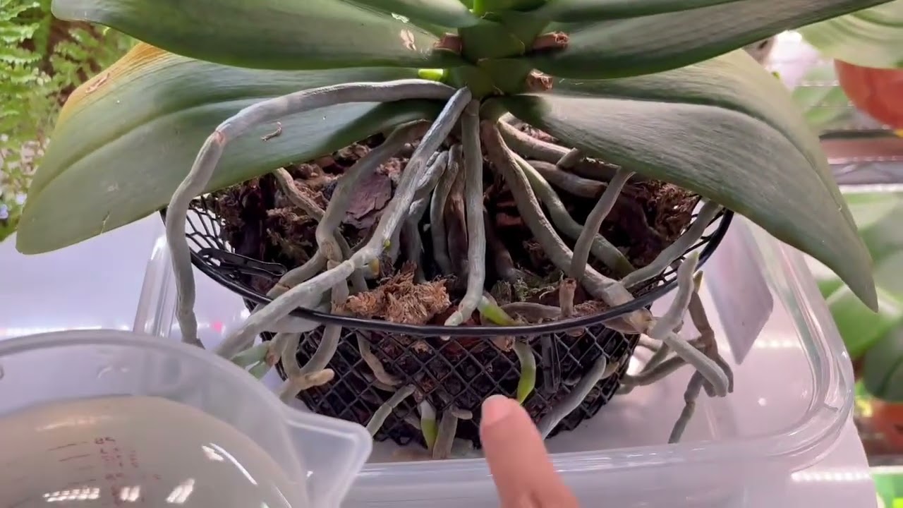Fertilizante orgánico para tus orquídeas 