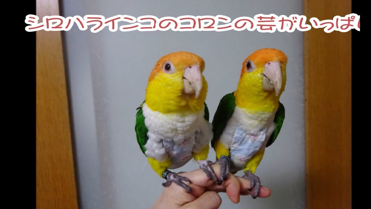 シロハラインコ　コロンの芸　Colon, Performance of Caique Parrot