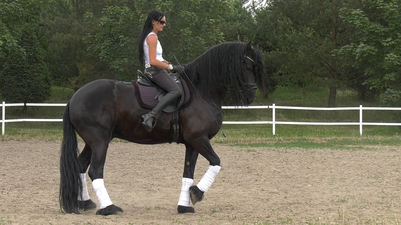 Friesian horse training