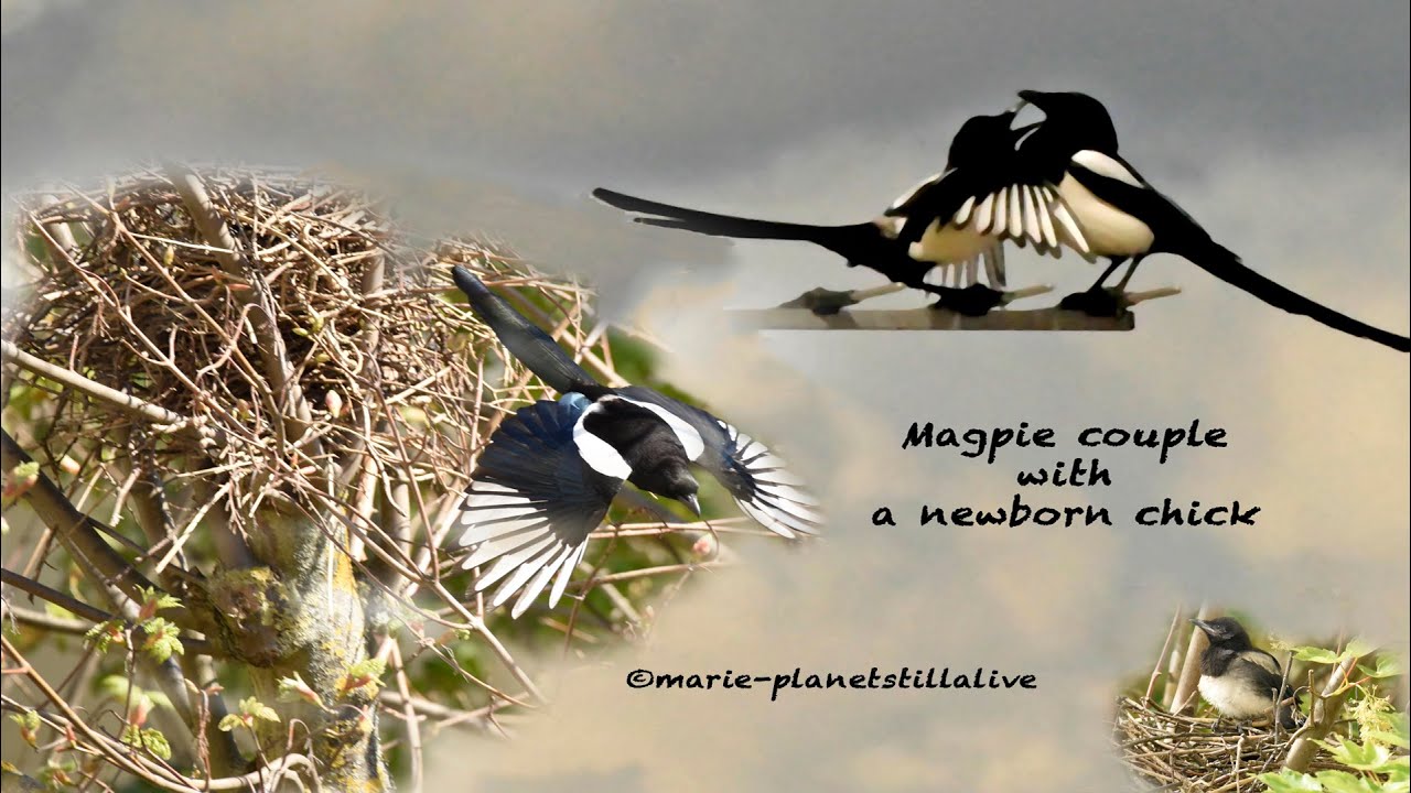 Lockdown near Magpie Chicks - season 1