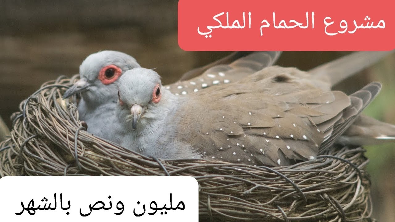 مشروع الحمام الملكي في العراق و كيف الربح منا ابدا مشروعك الان