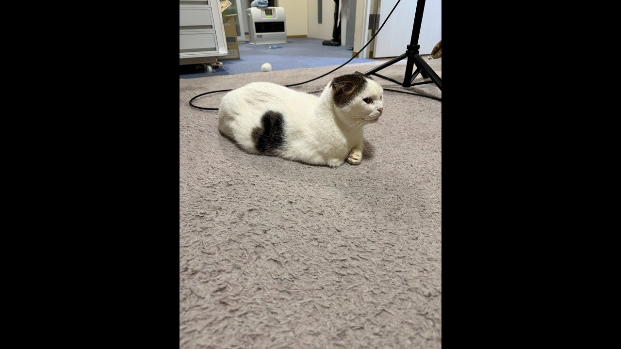 マンチカンねこ かいちゃんライブ🐾 可愛い姿をリアルタイムでお届け！ 20260129