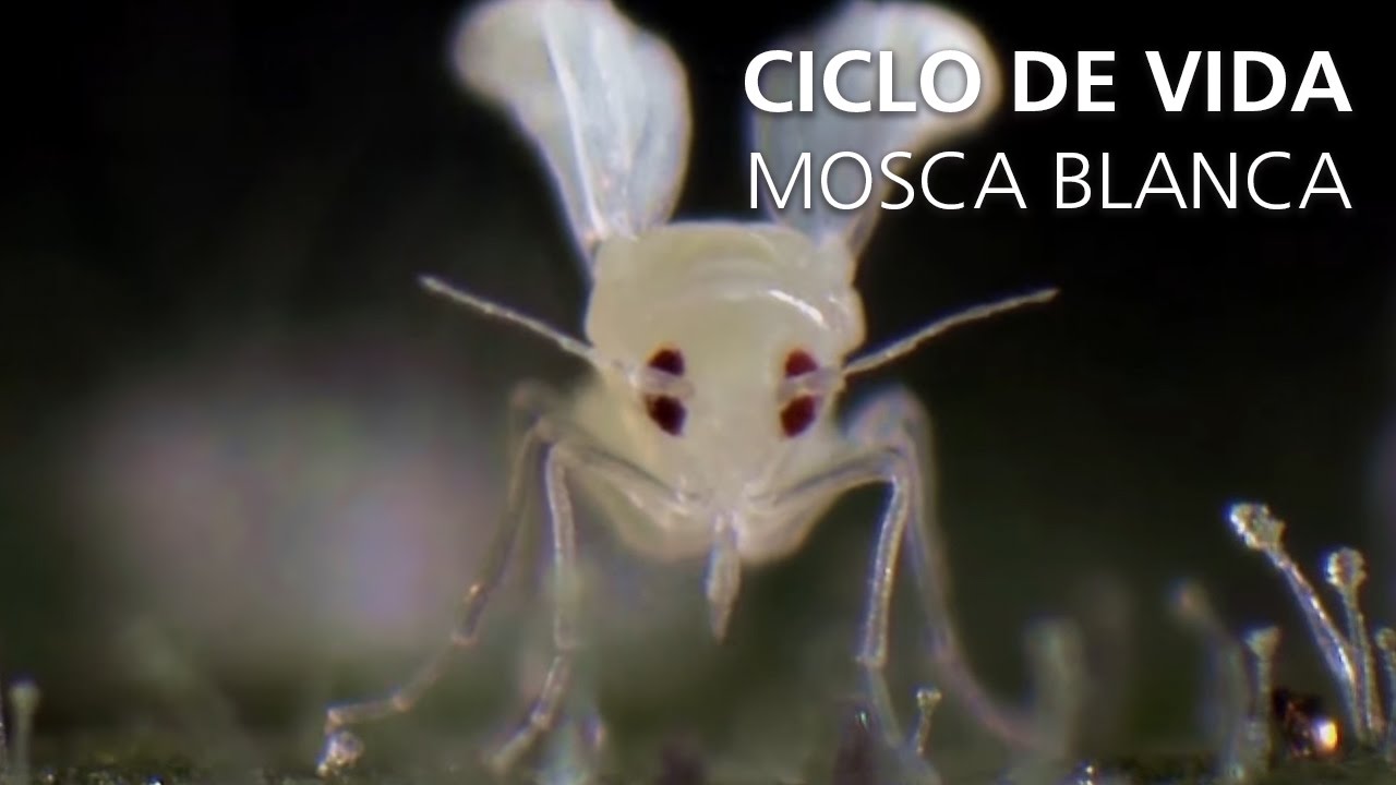 Ciclo de vida de la mosca blanca
