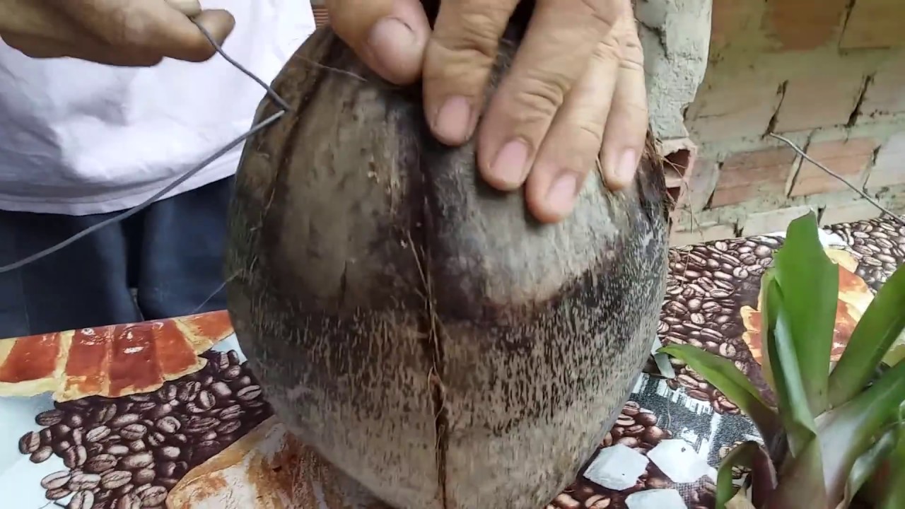 como plantar bromelia em coco seco(Como plantar no coco)
