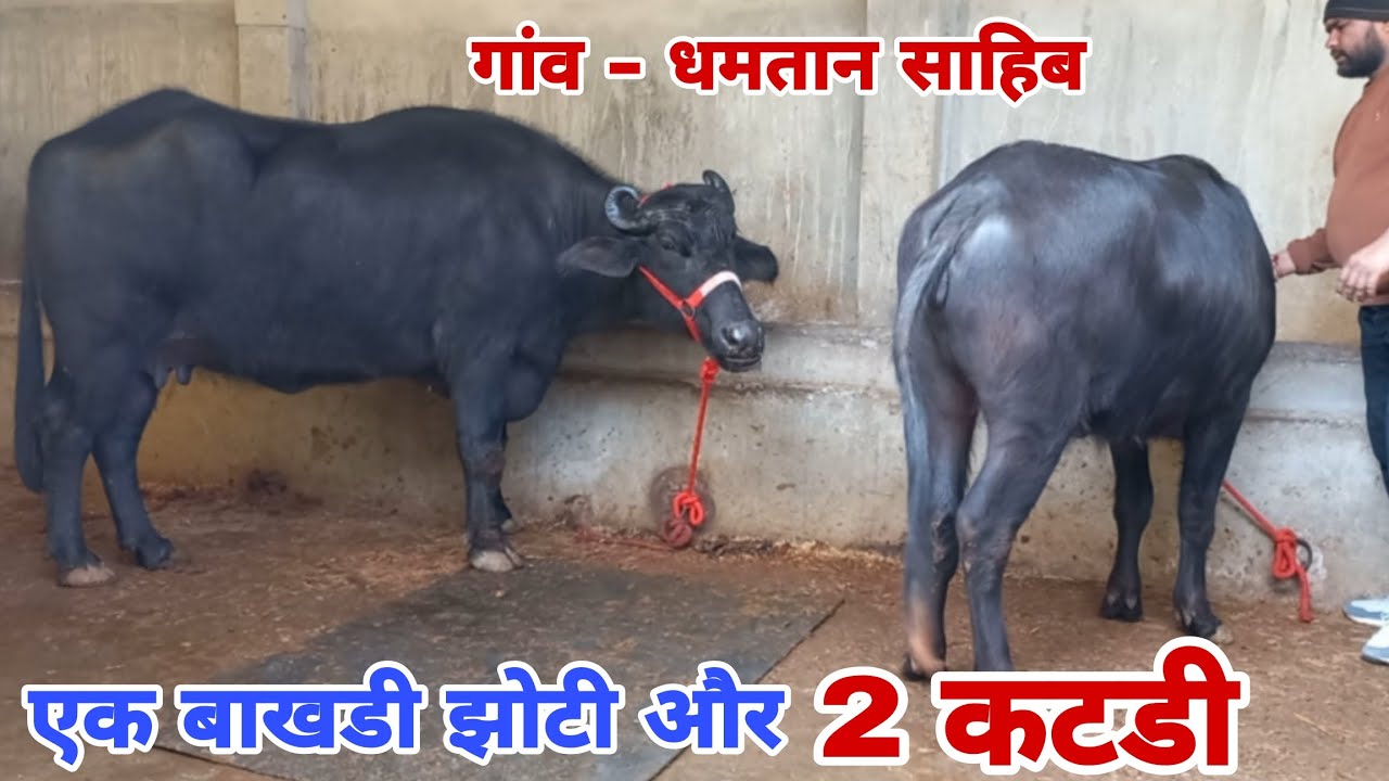 एक बाखडी झोटी और 2 कटडी मुर्राह नस्ल की बिक्री के लिए उपलब्ध, गांव- धमतान साहिब, जिला- जींद 