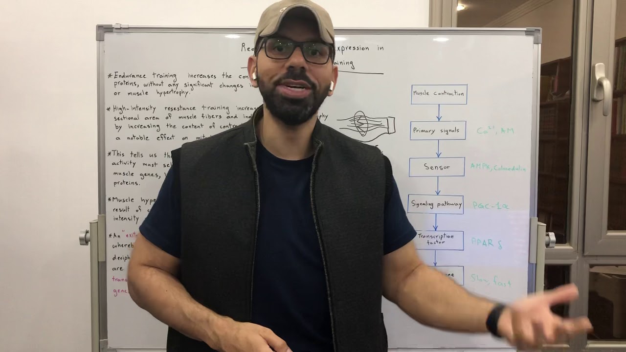 تأثير الرياضة على الجينات Regulation of Gene Expression in Exercise & Training