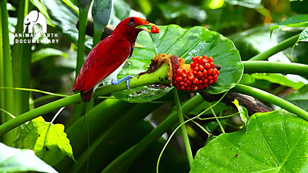WILD Indonesia's Hidden Gem Wildlife Secrets