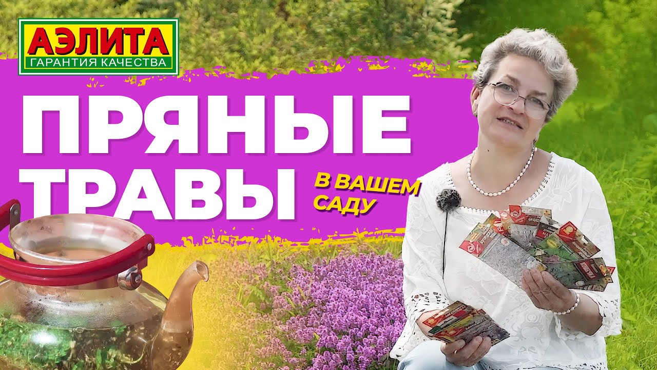 ПРЯНЫЕ ТРАВЫ в вашем саду!