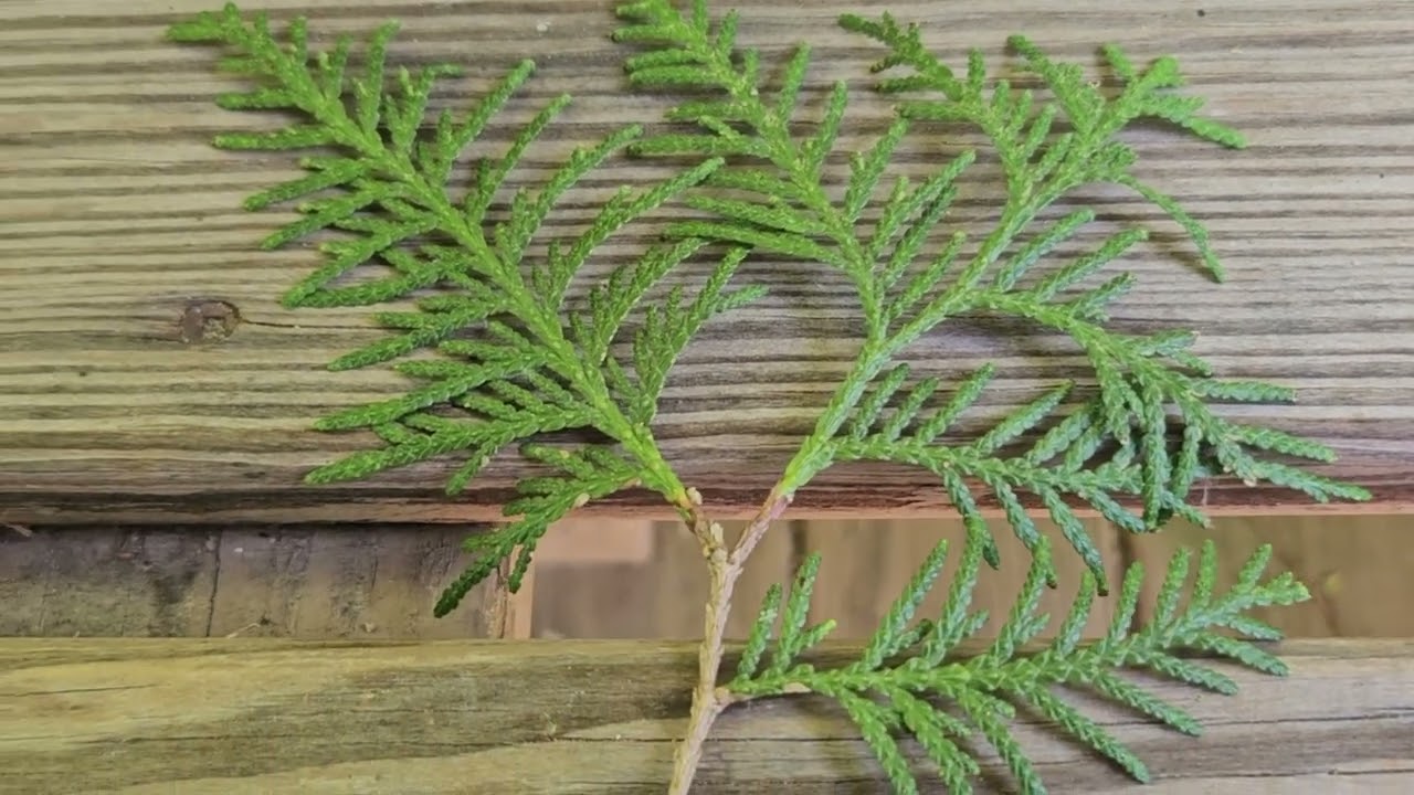 ID That Tree: Conifer Leaf Types
