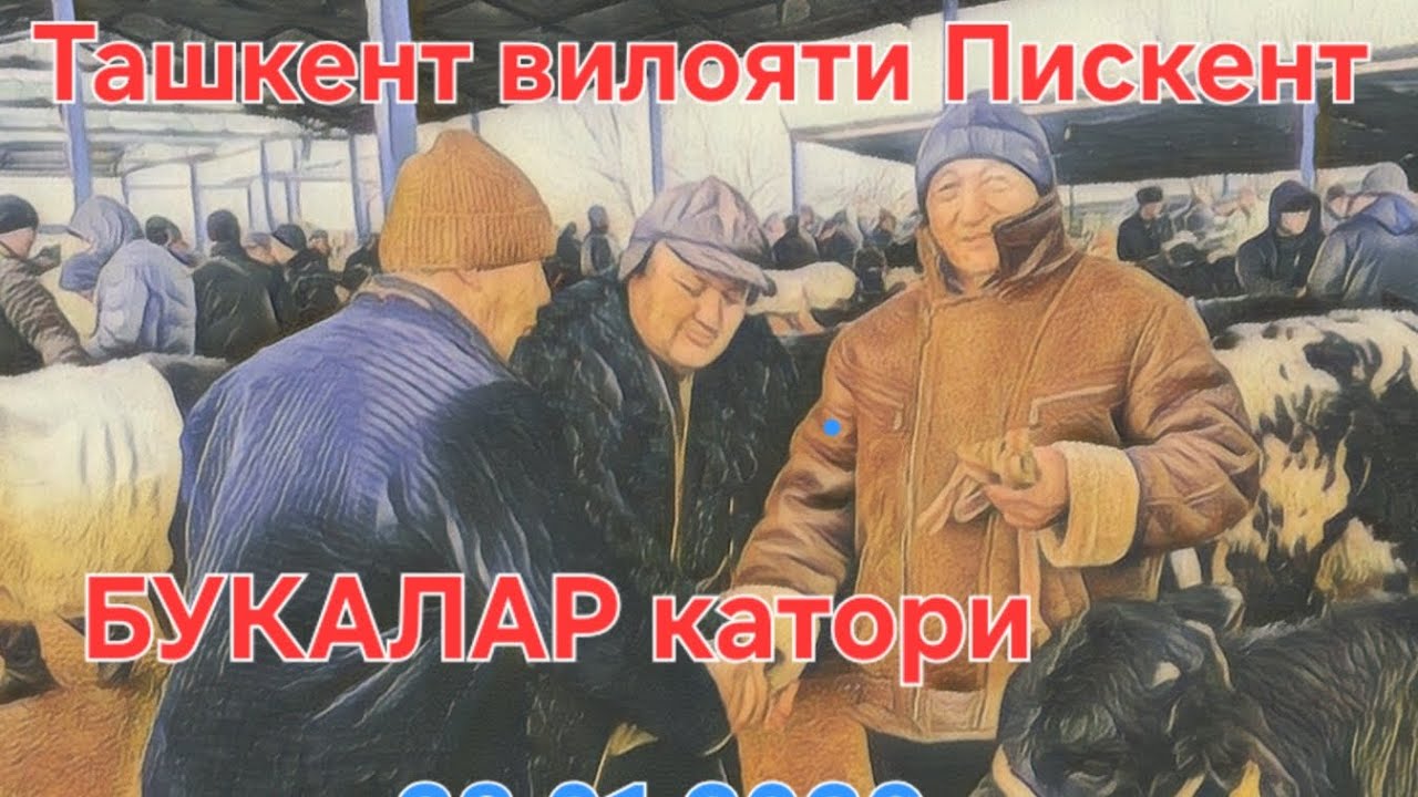 Тошкент вилояти Пискент тумани чорва бозори букалар катори 28.01.2026