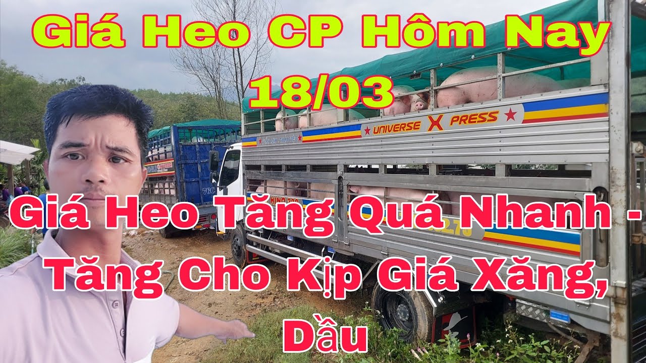 Giá Heo Hôm Nay18/04 Liên Tục Tăng, Dự Báo Vẫn Còn Tăng, Lò Vạn Phúc Đóng Cửa,@nongtraihoakieu 