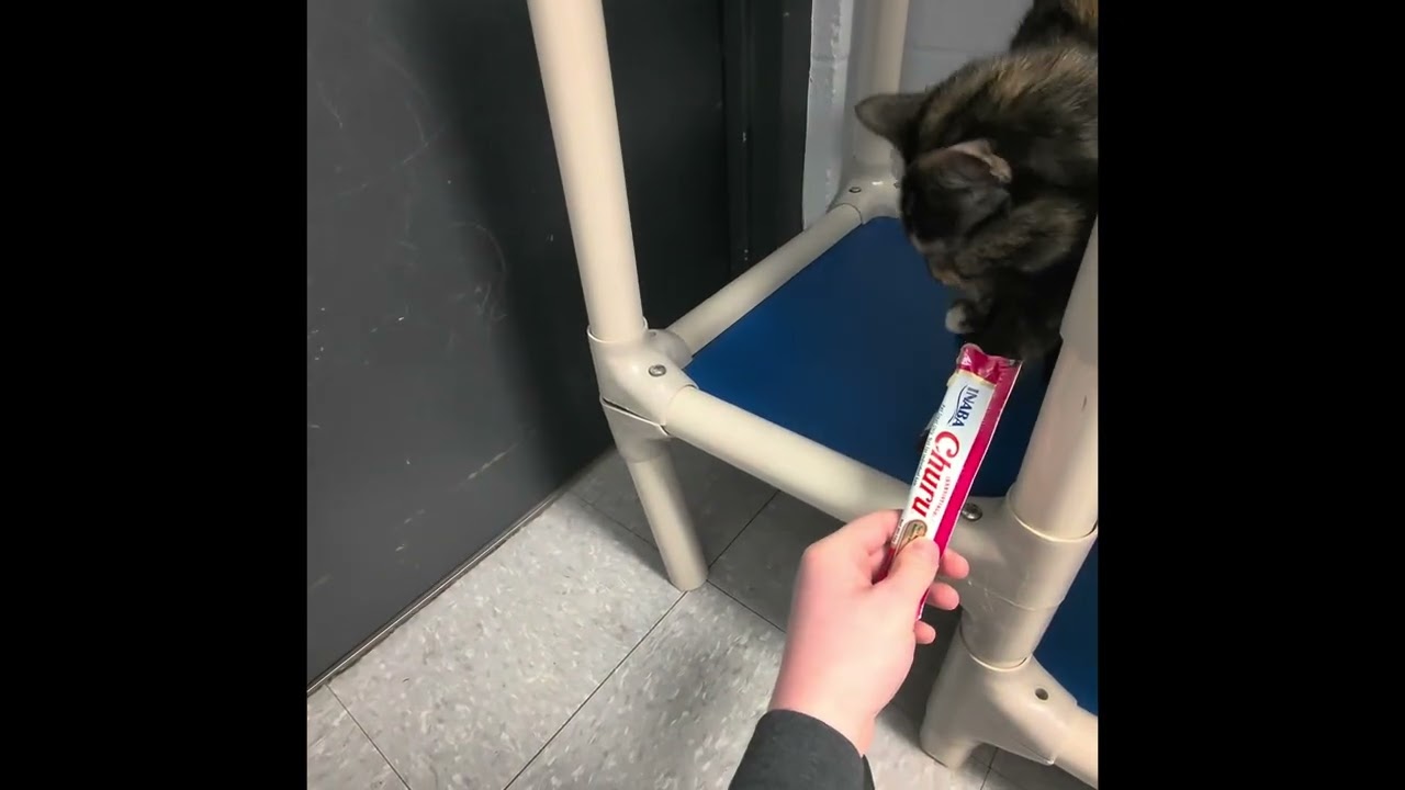 Shenandoah County Animal Shelter season two episode one￼