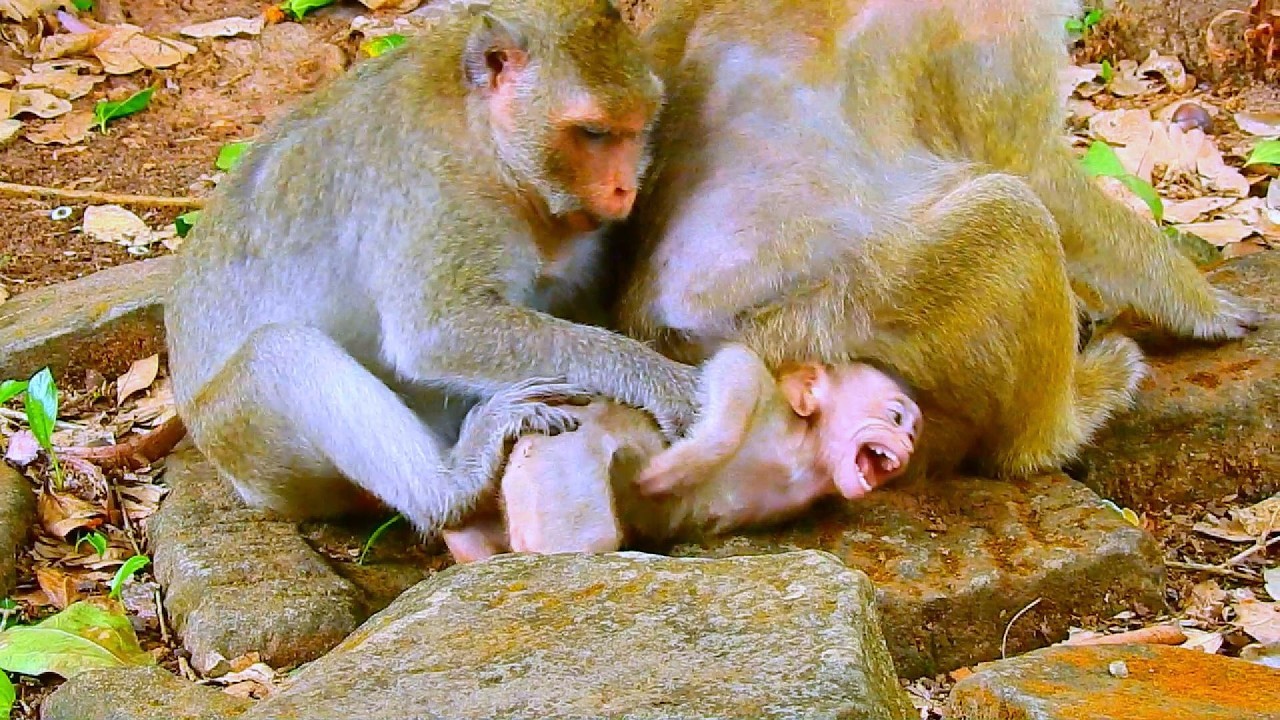 ...SO CUTE MONKEY...!