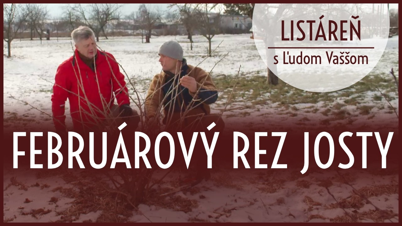Listáreň s Ľudom Vaššom - Februárový rez josty