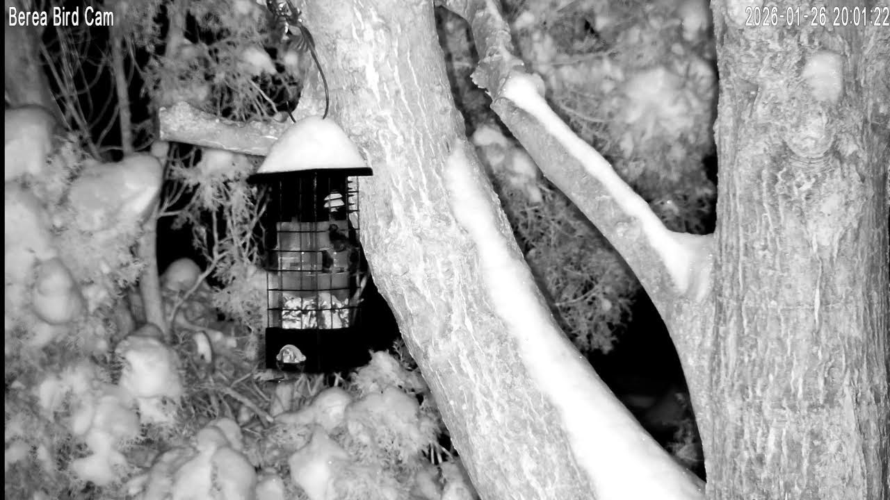 Berea Bird Cam
