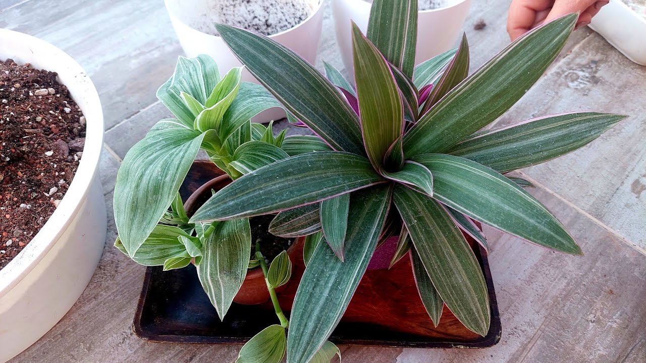 Yeni Alınan Telgraf Çiçeği Saksı Değişimi, Konumu, Bakımı, Toprağı,Tradescantia Ailesi