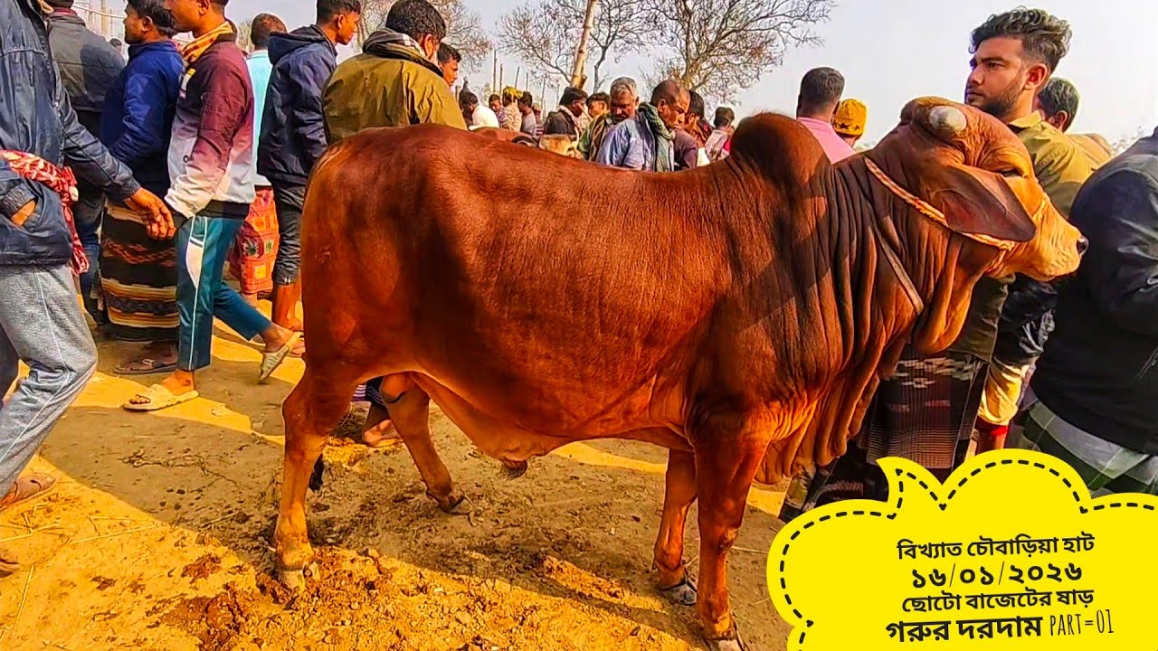 বিখ্যাত চৌবাড়িয়া হাট ১৬/০১/২০২৬ ছোট বাজেটের ষাড় গরুর রিয়েল দরদাম part=01