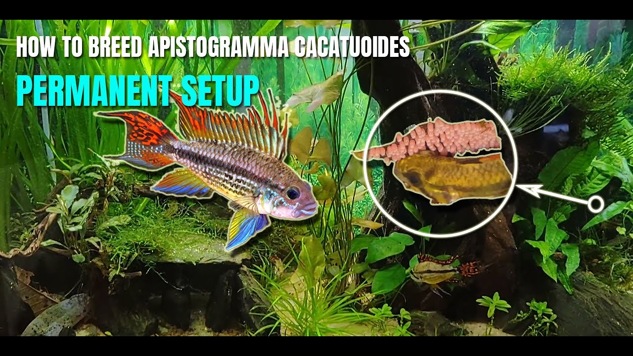 How to Setup a Breeding Tank for Apistogramma - Aquascaping