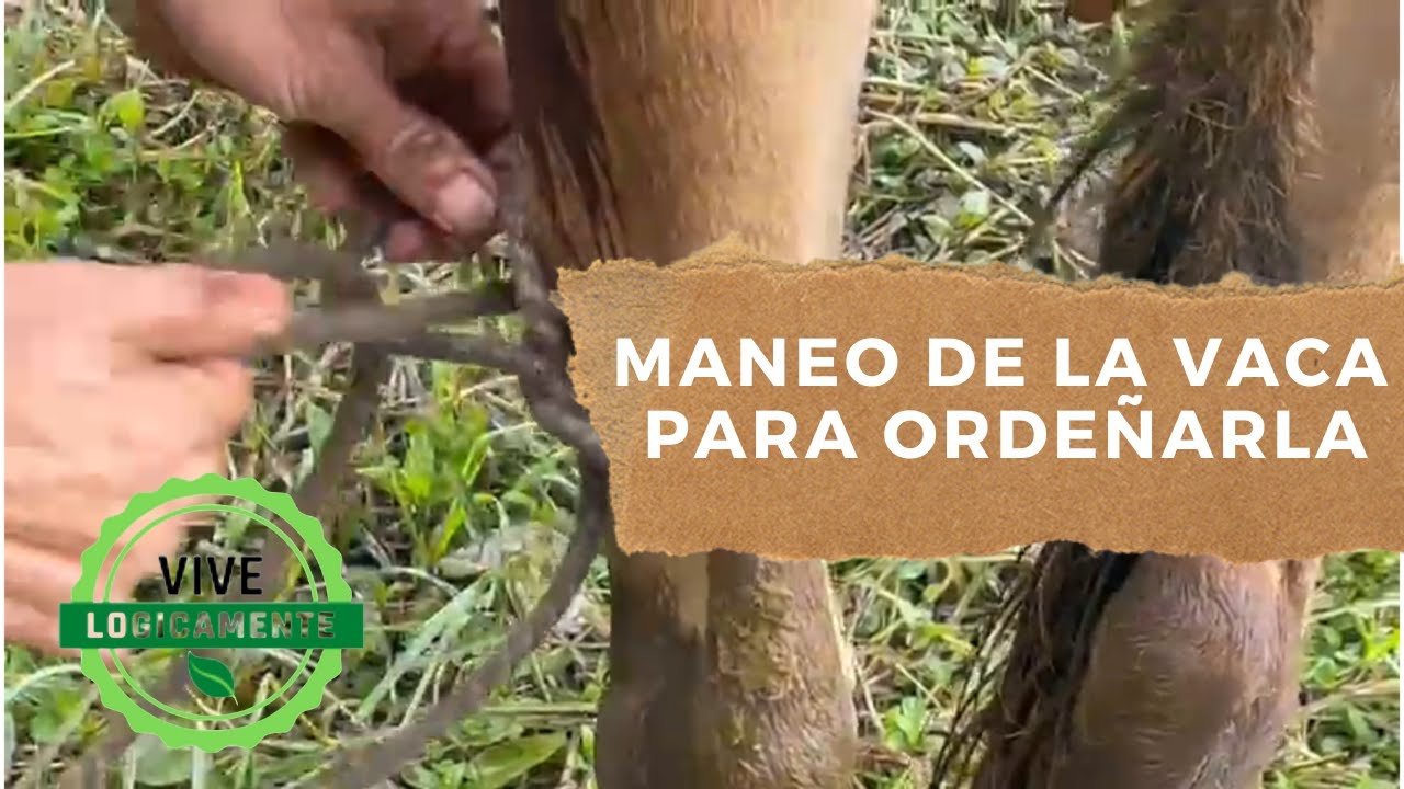 Paso a paso como manear la vaca para el ordeño