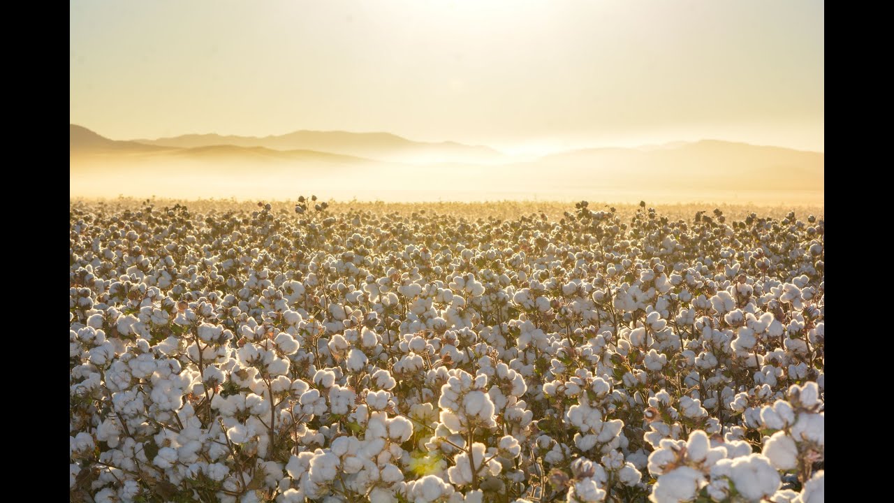 GenuTrace Kinset Cotton Traceability 2026