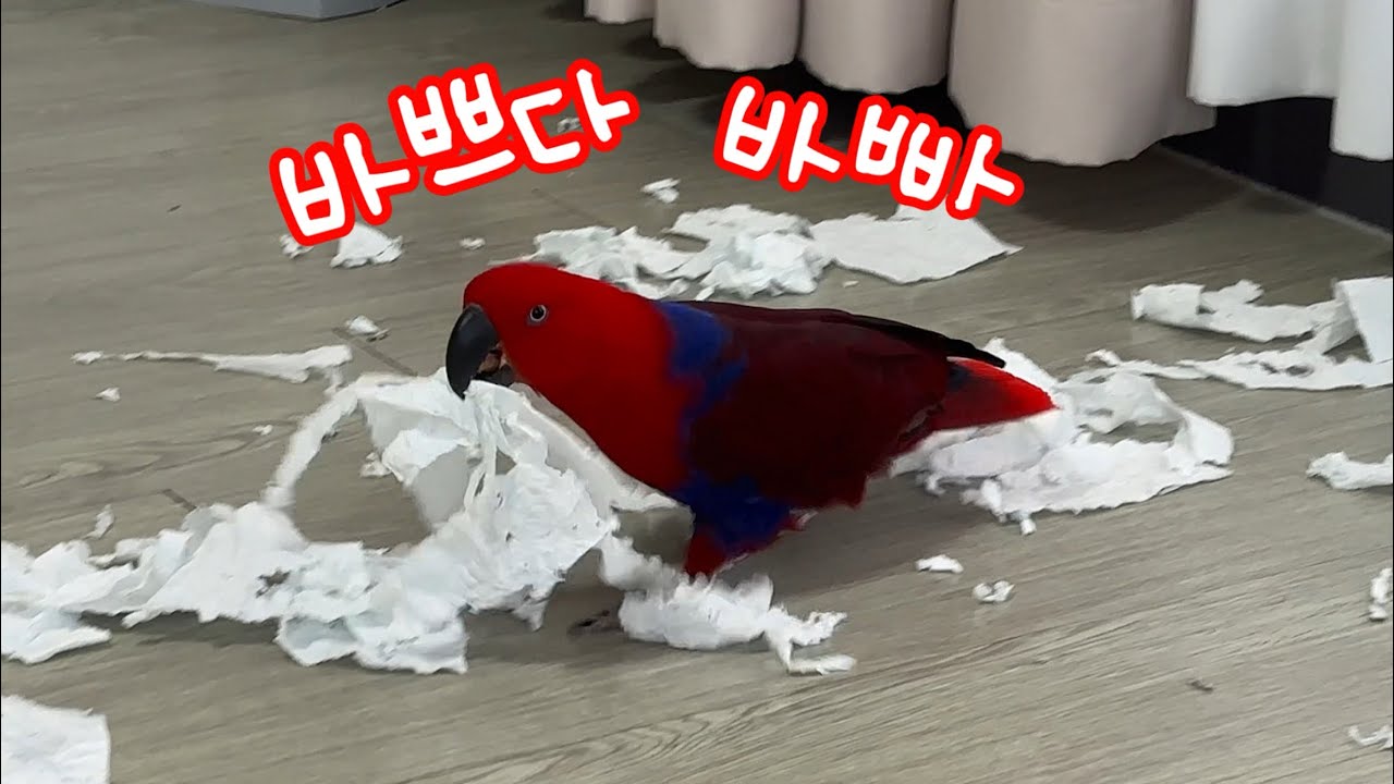 [젤리/일상] 앵무새 젤리의 하루