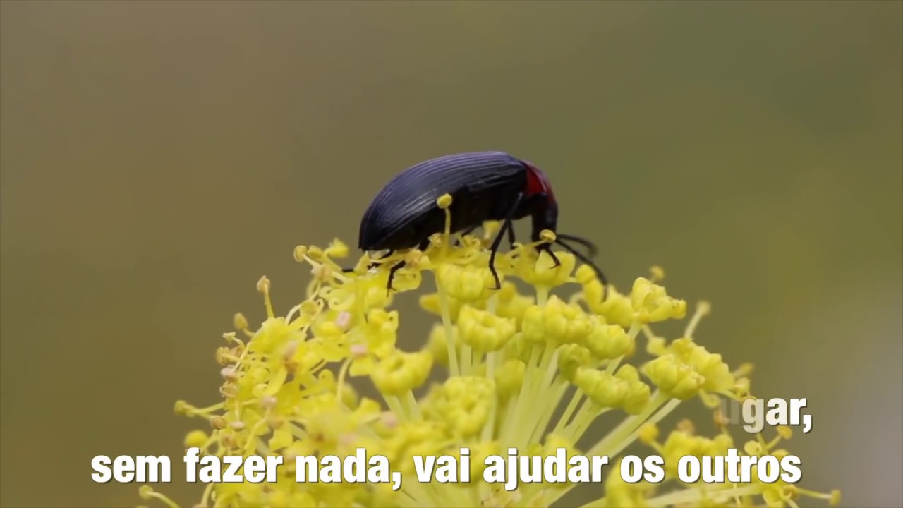 O Seu lugar no Mundo 🍀