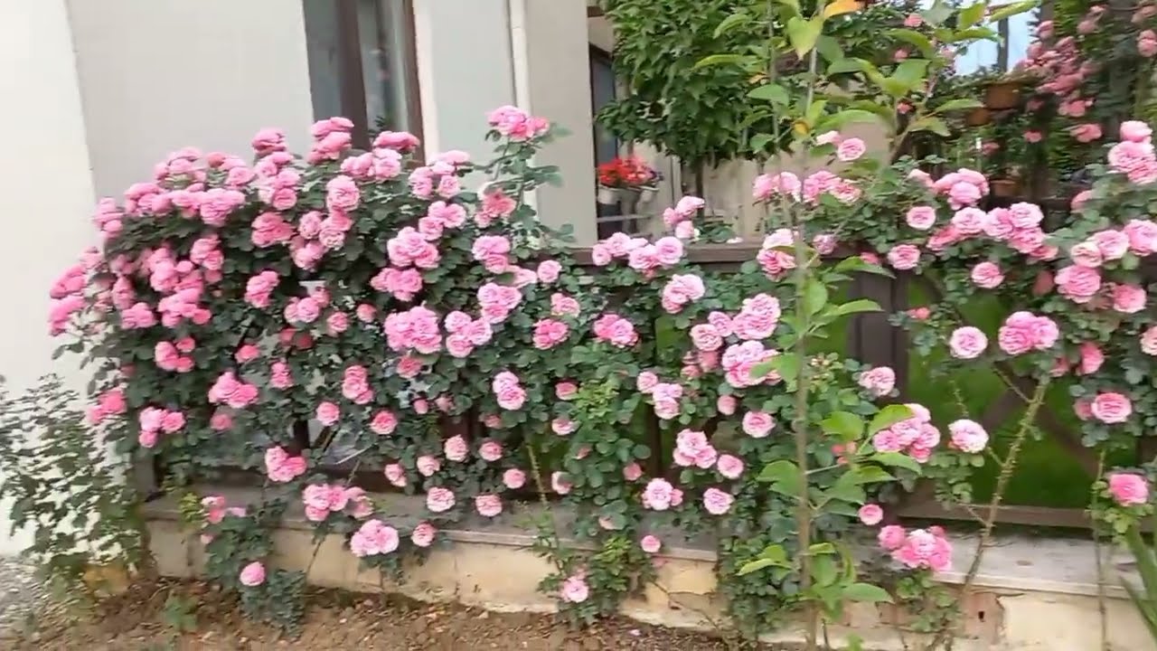 bu sarmaşık güller çok farklı